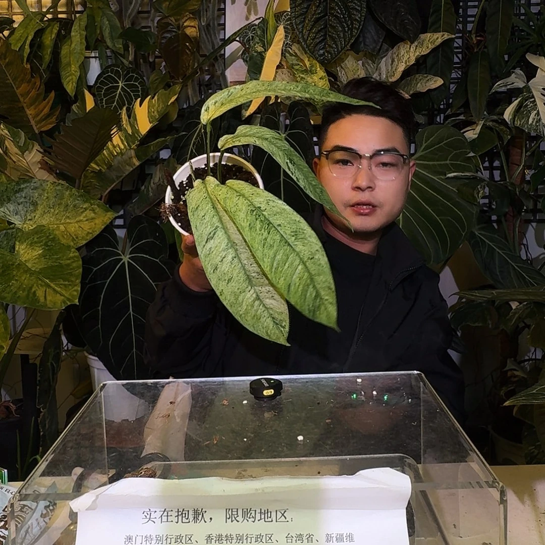 完全开放P89羽毛锦