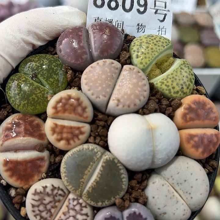 8809 好养易活生石花大母本7.5cm盆