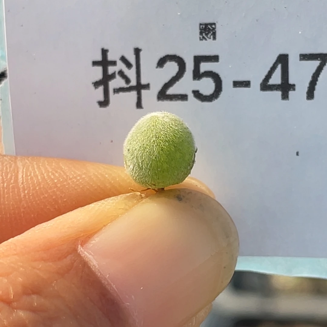 25-47宝辉多肉植物