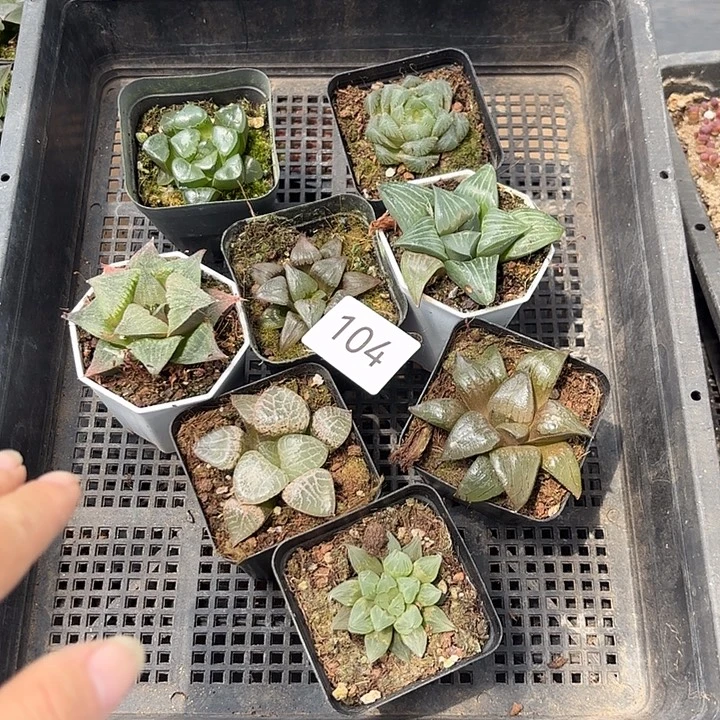 104 带盆发货套餐玉露