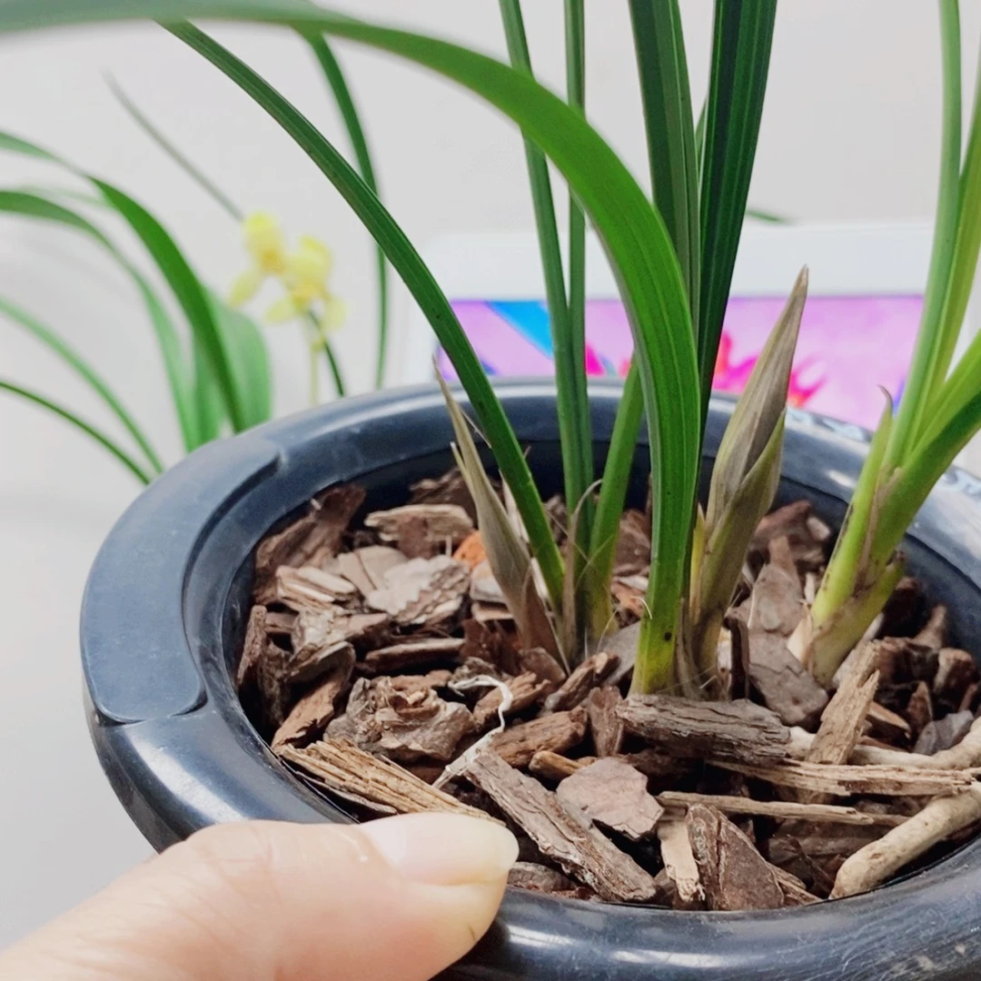 用***0当前无花栽培后可以开花