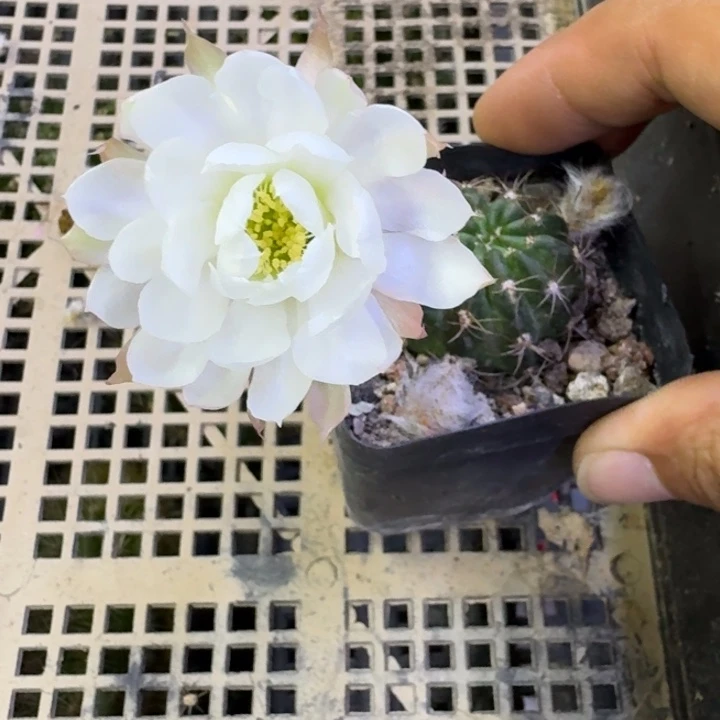 54丽花白牡丹2到3公分左右掰花脱土发货，20包邮