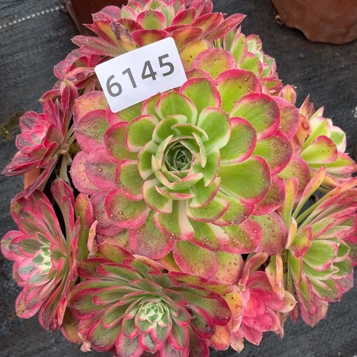 粉孔雀翎特价多肉发货