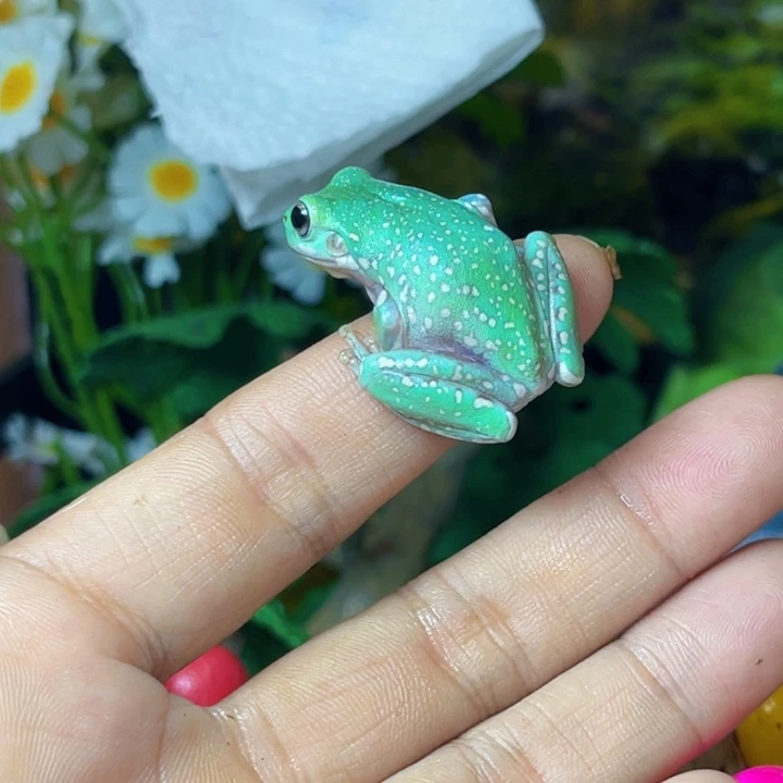 老爷树蛙26 绿的 金雪暴雪