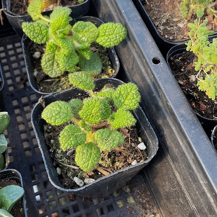 断崖王子带盆土发货