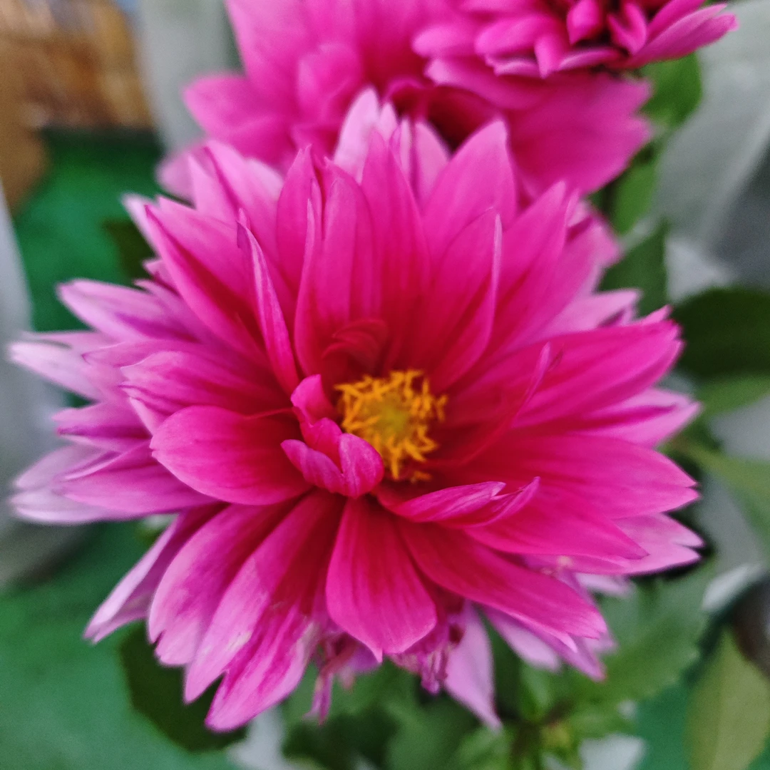 粉樱小丽花巨花型