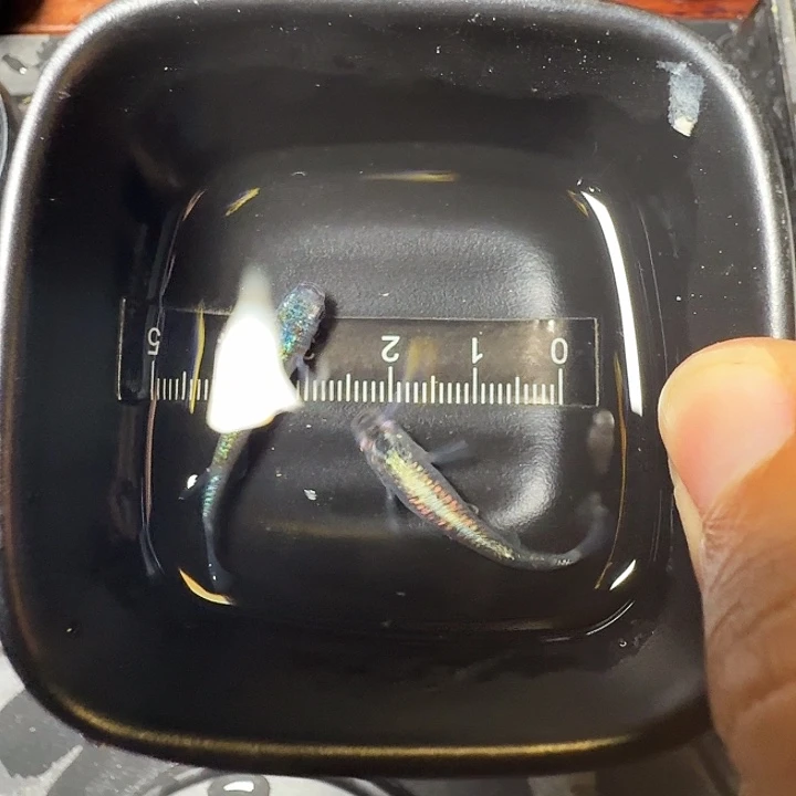 青鳉鱼71号拍品蓝宝石