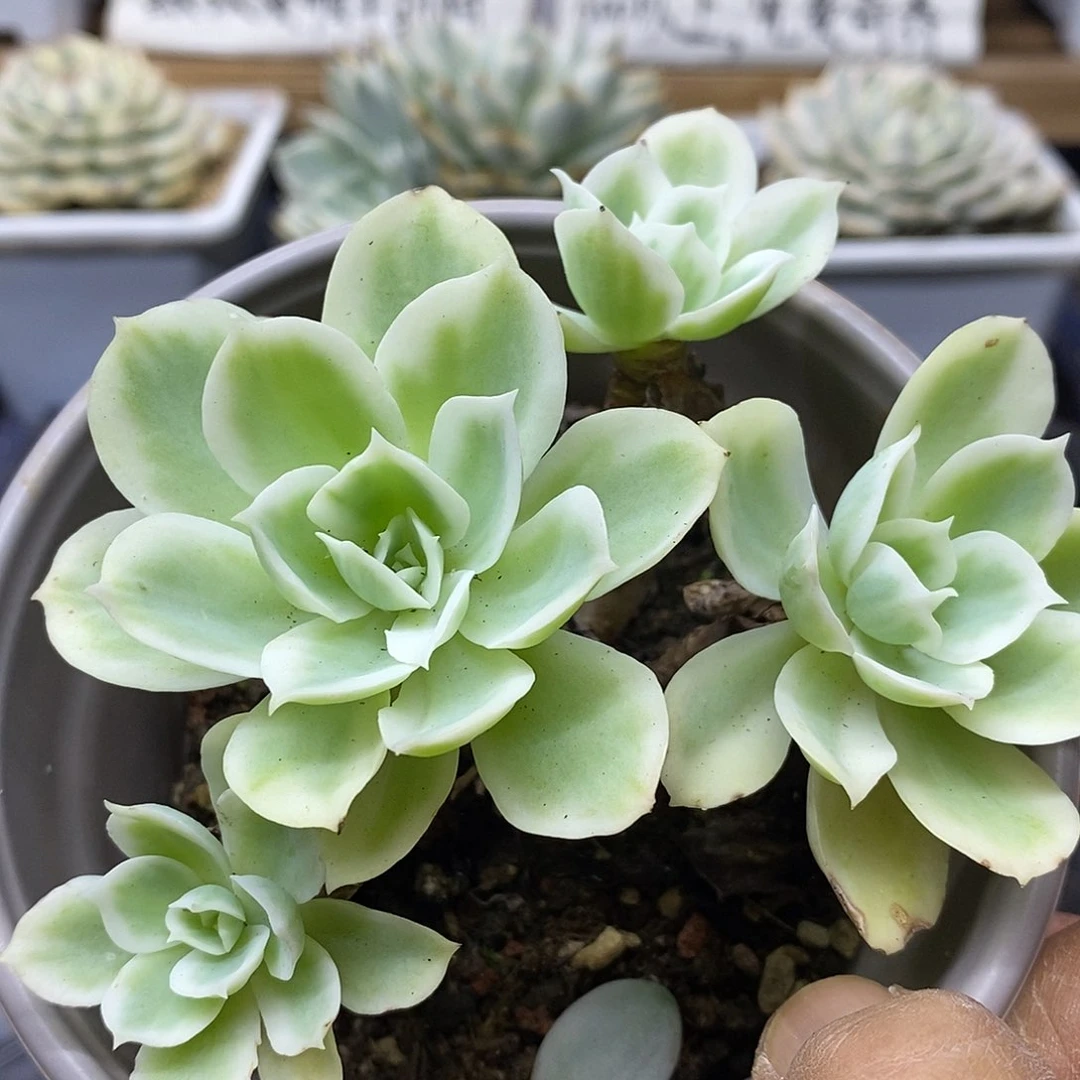 2346 老桩柠檬玫瑰锦自然群