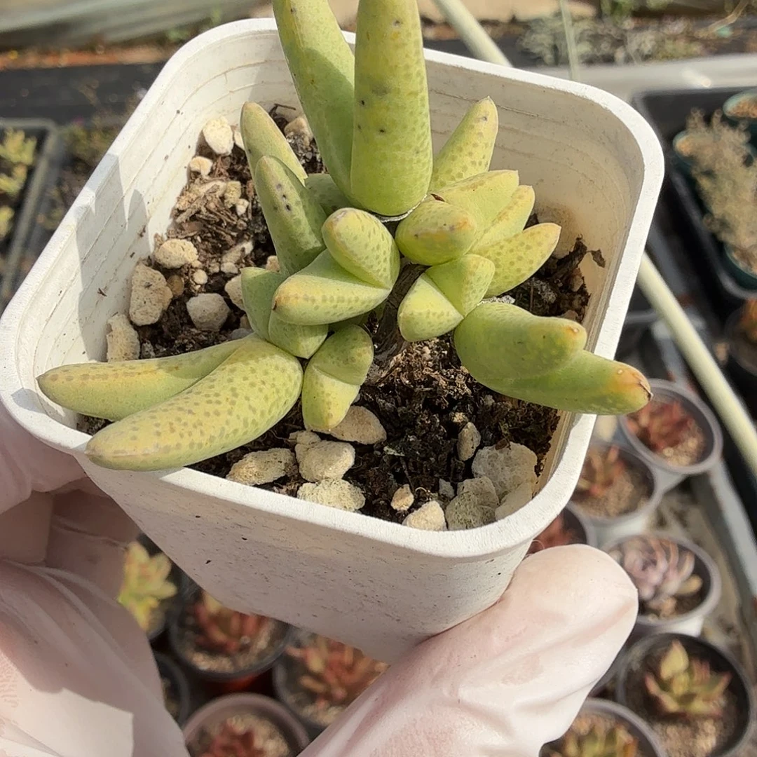 随机发五公分紫霄木满20包邮