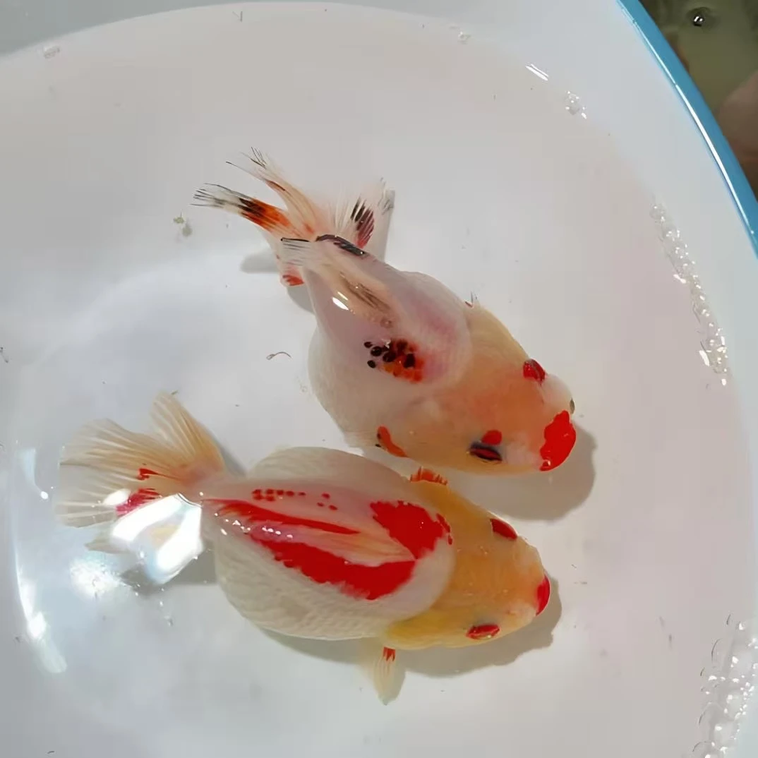 玛丽泰狮活体冷水淡水观赏鱼顺丰包邮