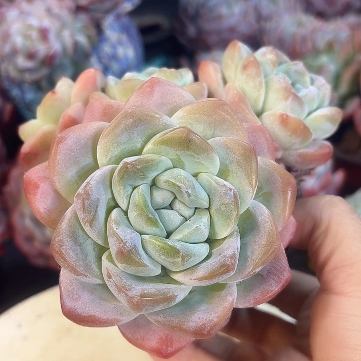 多头小冰玉多肉植物盆栽