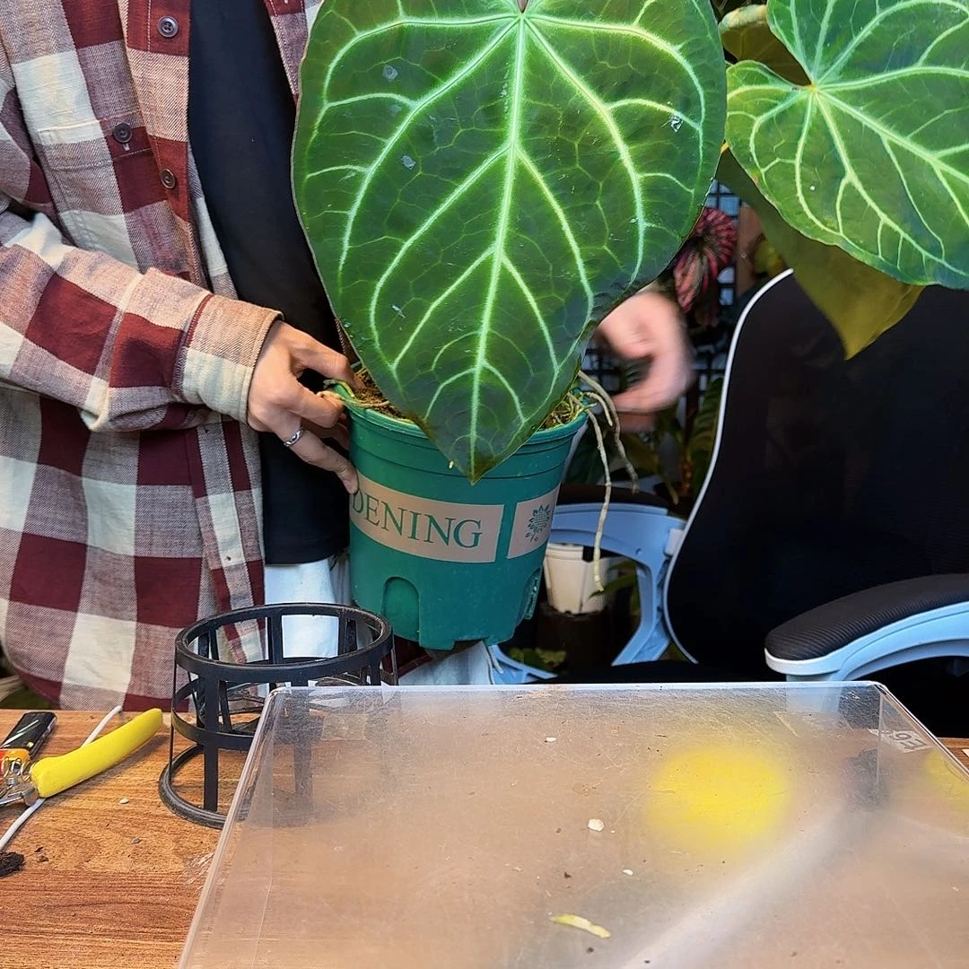 M***y完全开放一物一拍N108