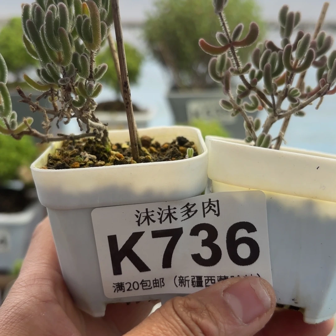 好***い736橙叶和紫钻组合福利