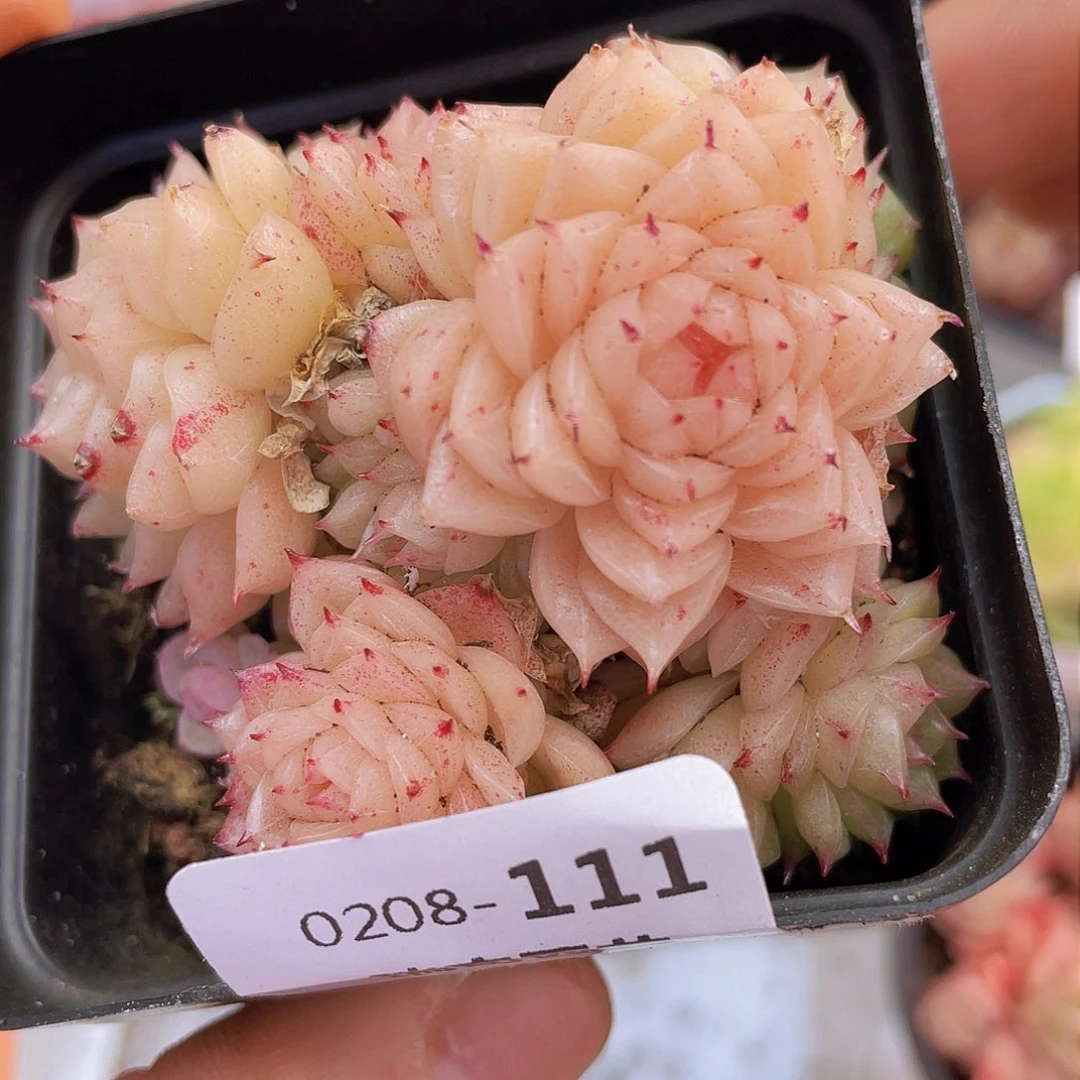 0000000000000111量拍