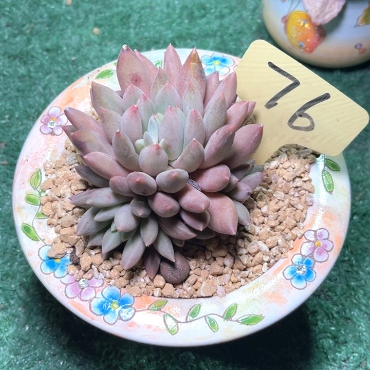 黄胖体76号码牌子的话