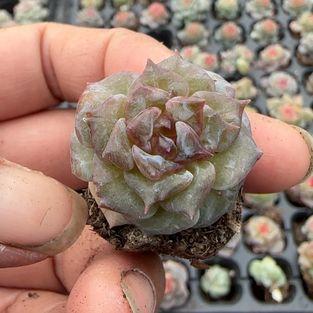 多肉小卡拉米糖心一物一拍