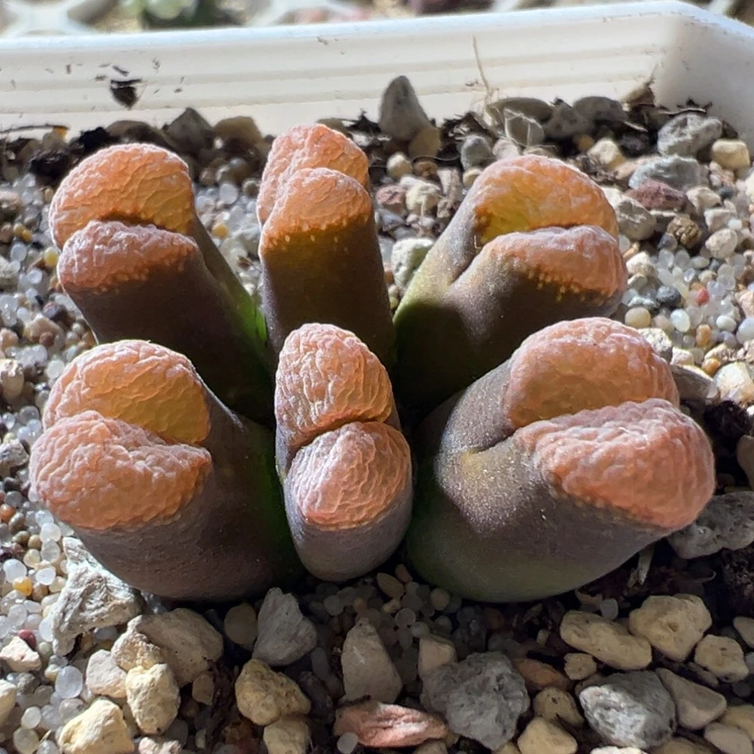 优选株 橙色小翻窗 好看15