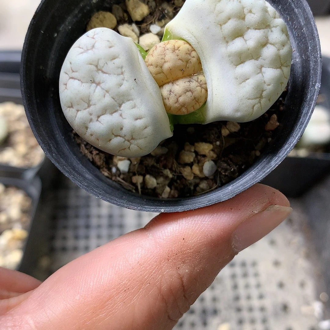 K74多肉植物保护