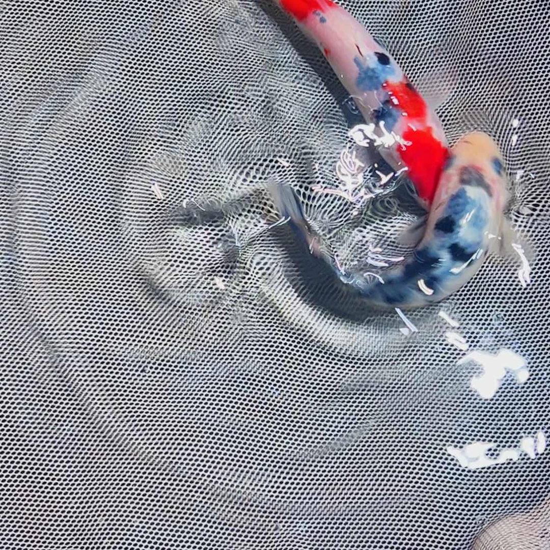 锦鲤锦鲤观赏鱼1111