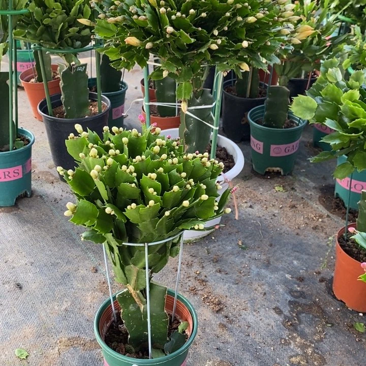 当前无花栽培后可以开花291嫁接双色