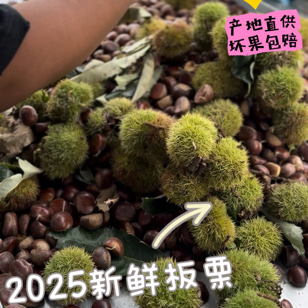 2025年正宗燕山板栗当季带壳粉糯香甜板栗新鲜
