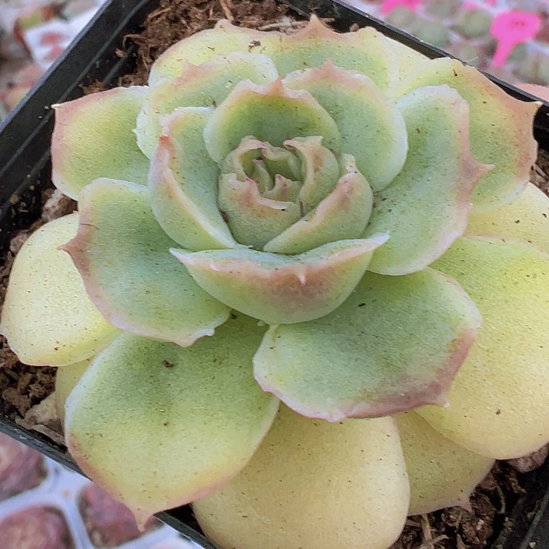 水晶虾饺19包邮多肉植物