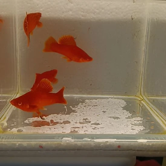 红剑鱼高鳍红剑观赏鱼