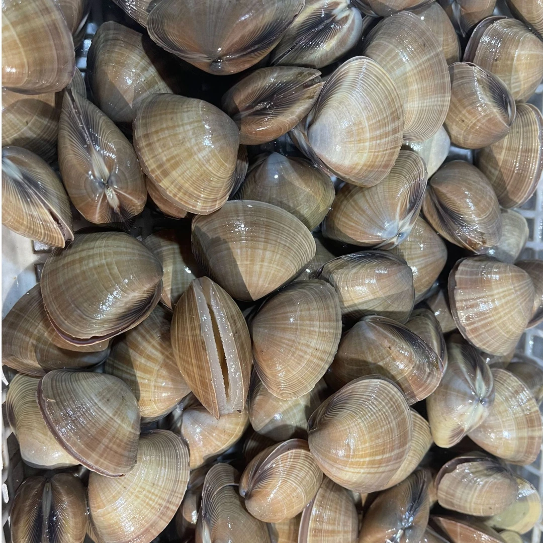 东港本地黄蚬子 一斤24粒左右鲜活顺丰有沙介意勿拍有碎壳有掉水