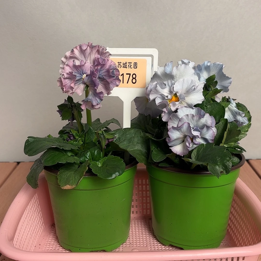 大部分开放少量花苞178