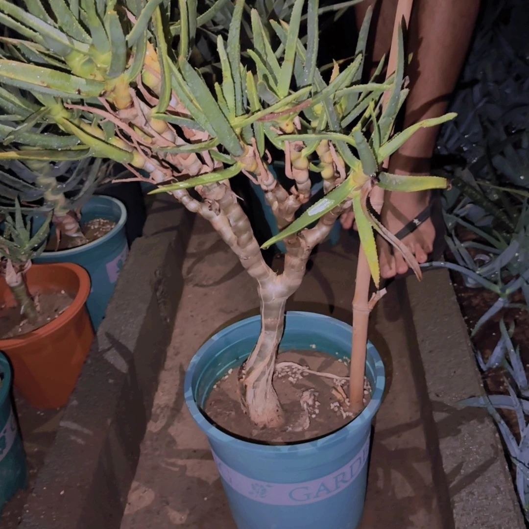 雨***耳块根植物块根植物