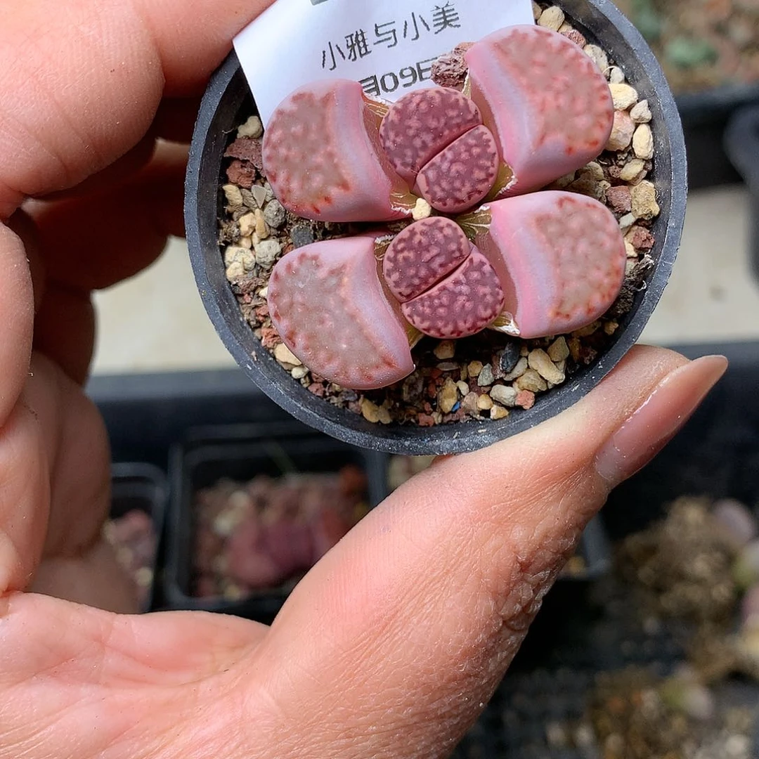 E87多肉植物保护研究所