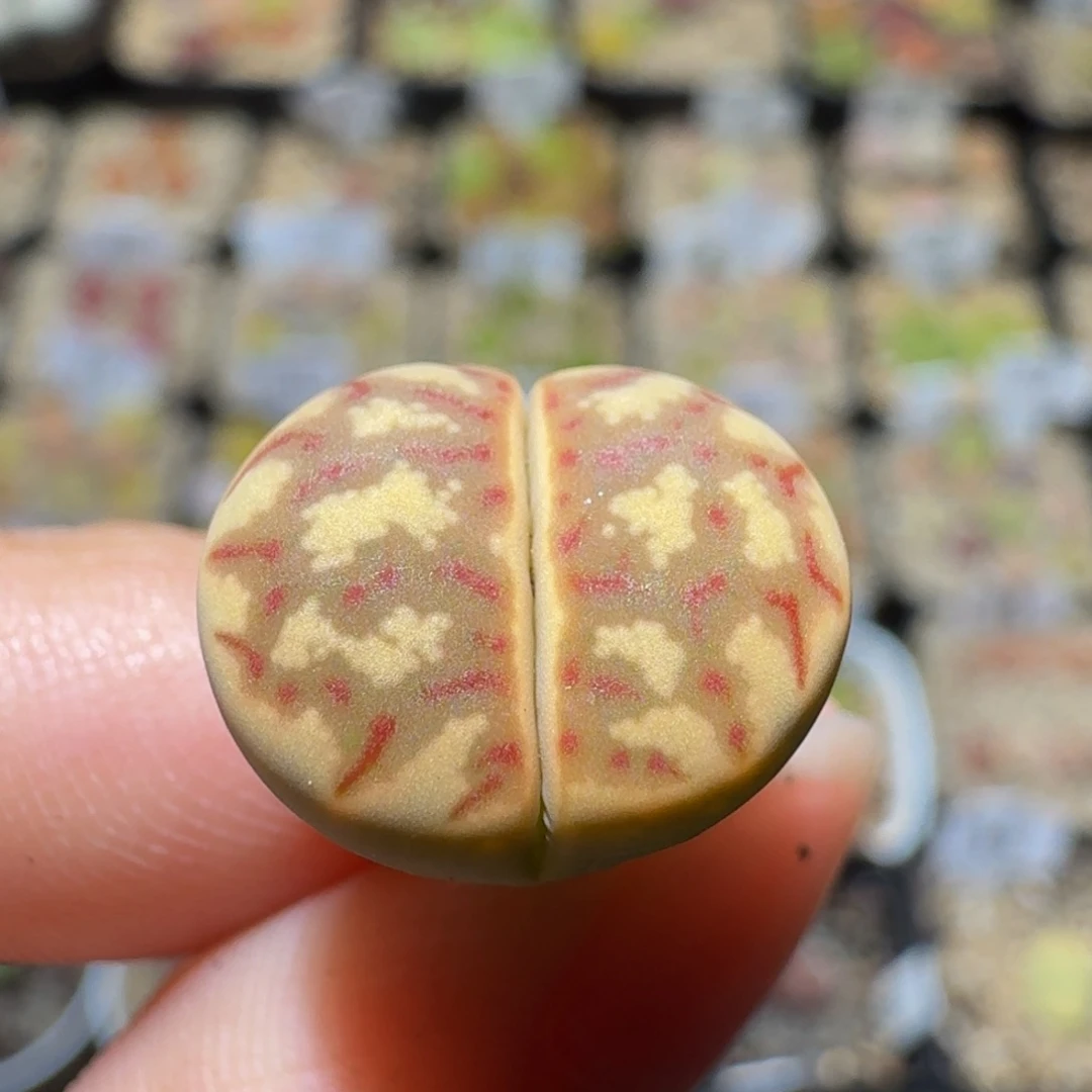 不***头Ssss精品生石花157