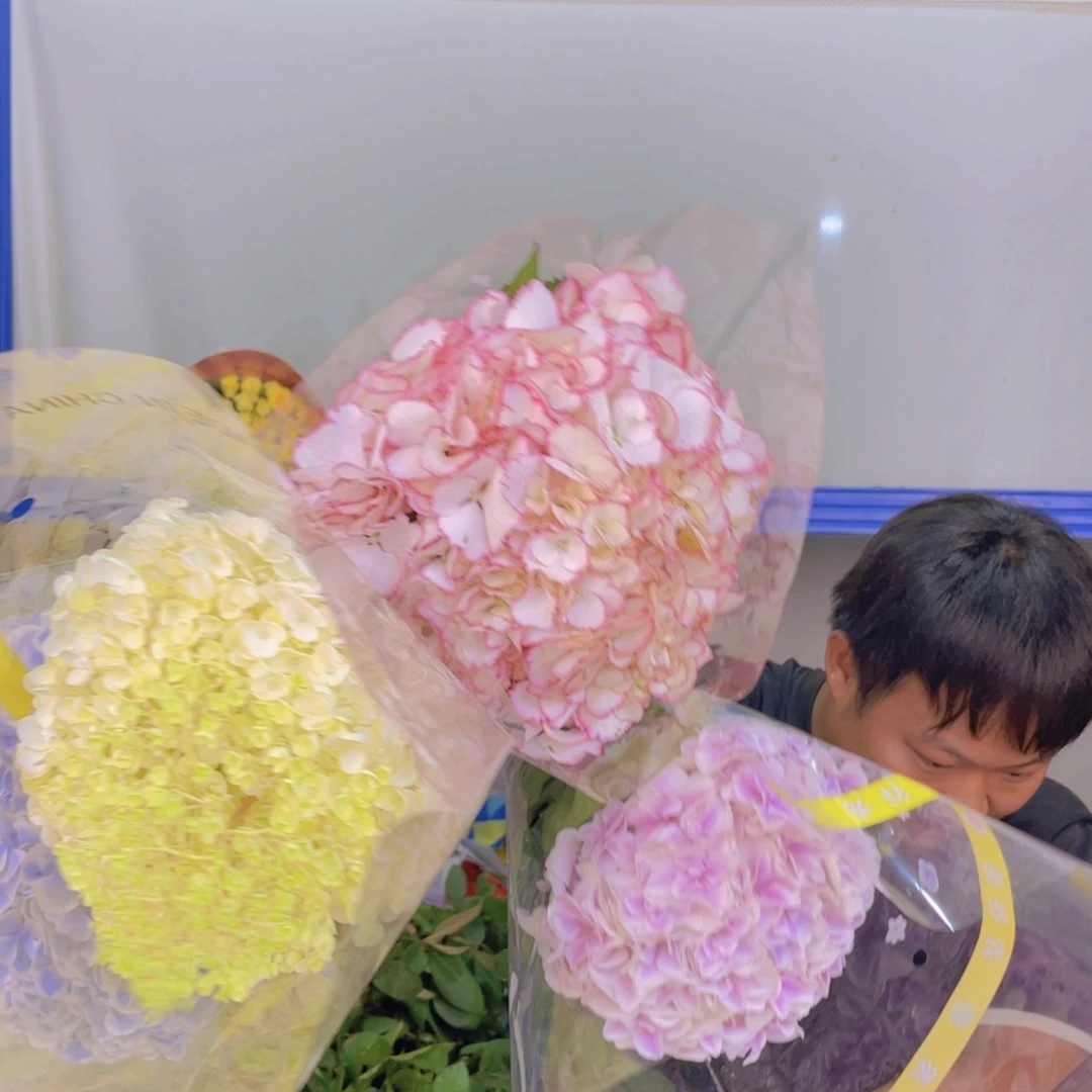 8号绣球4支两单包邮