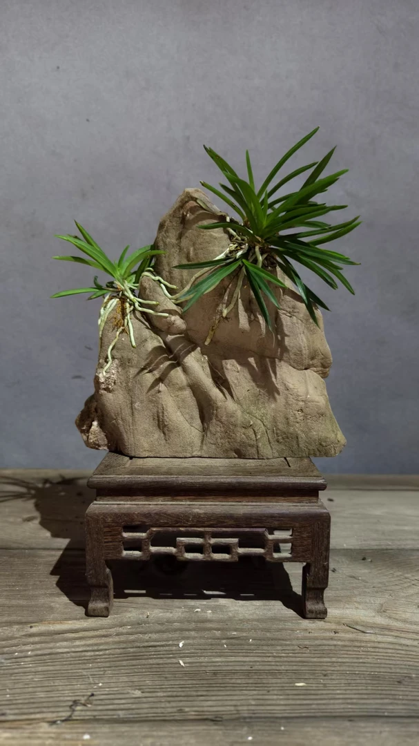 江西风兰富贵兰洋兰附生兰