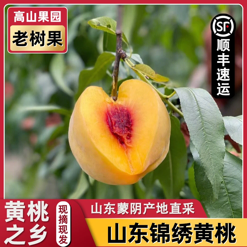 山东蒙阴·锦绣黄桃 新鲜水果当季蜜桃脆甜黄肉毛桃整箱
