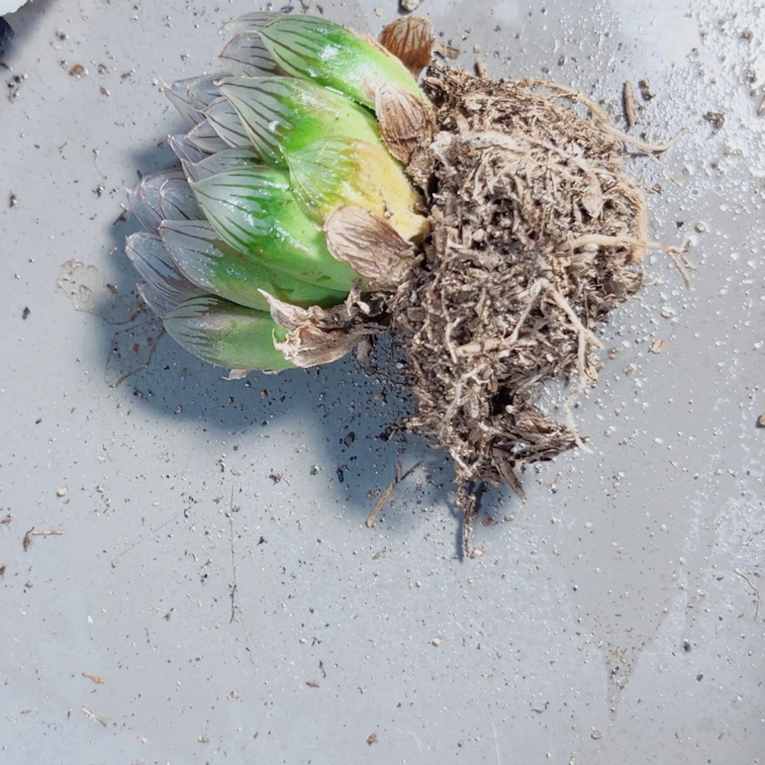 『***』特价处理多肉植物