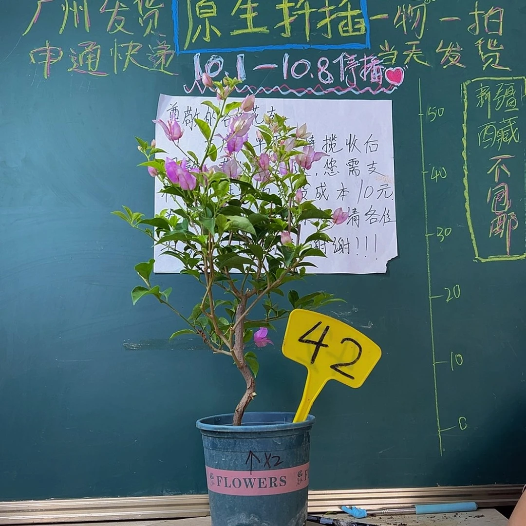 当前无花栽培后可以开花造型杆 雪紫有破皮42