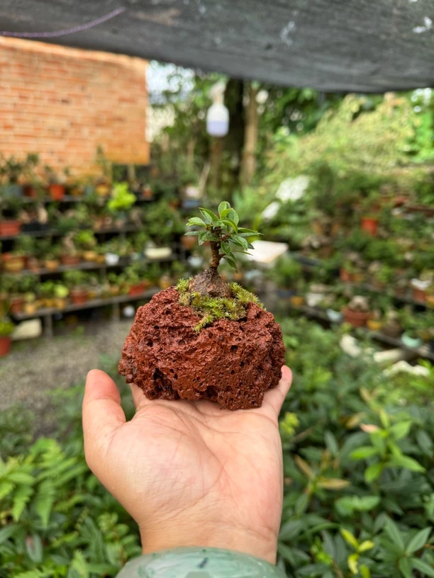 云南小叶吊金钟，精品茶台小盆景。