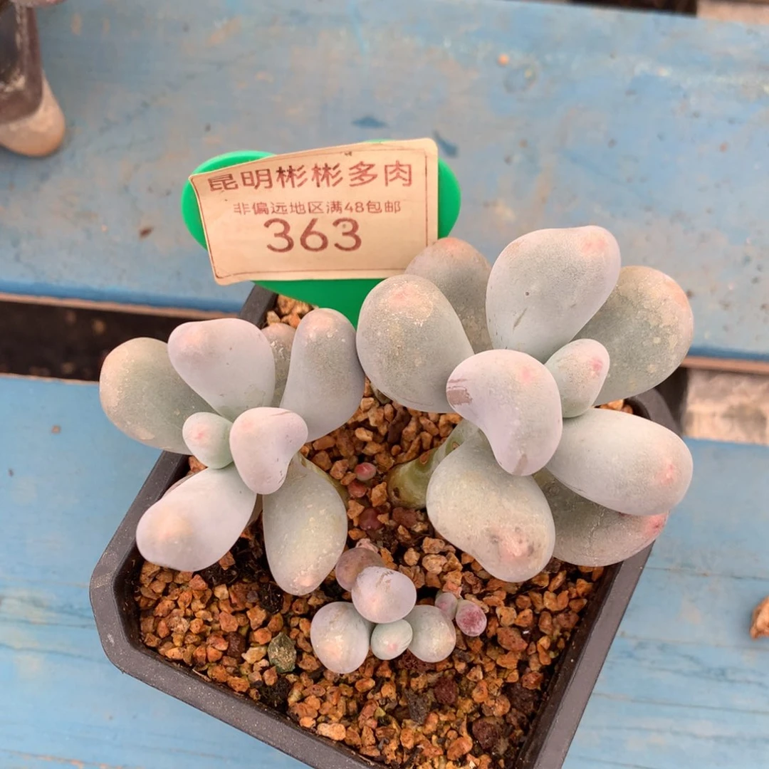 米可奶无砍平头363