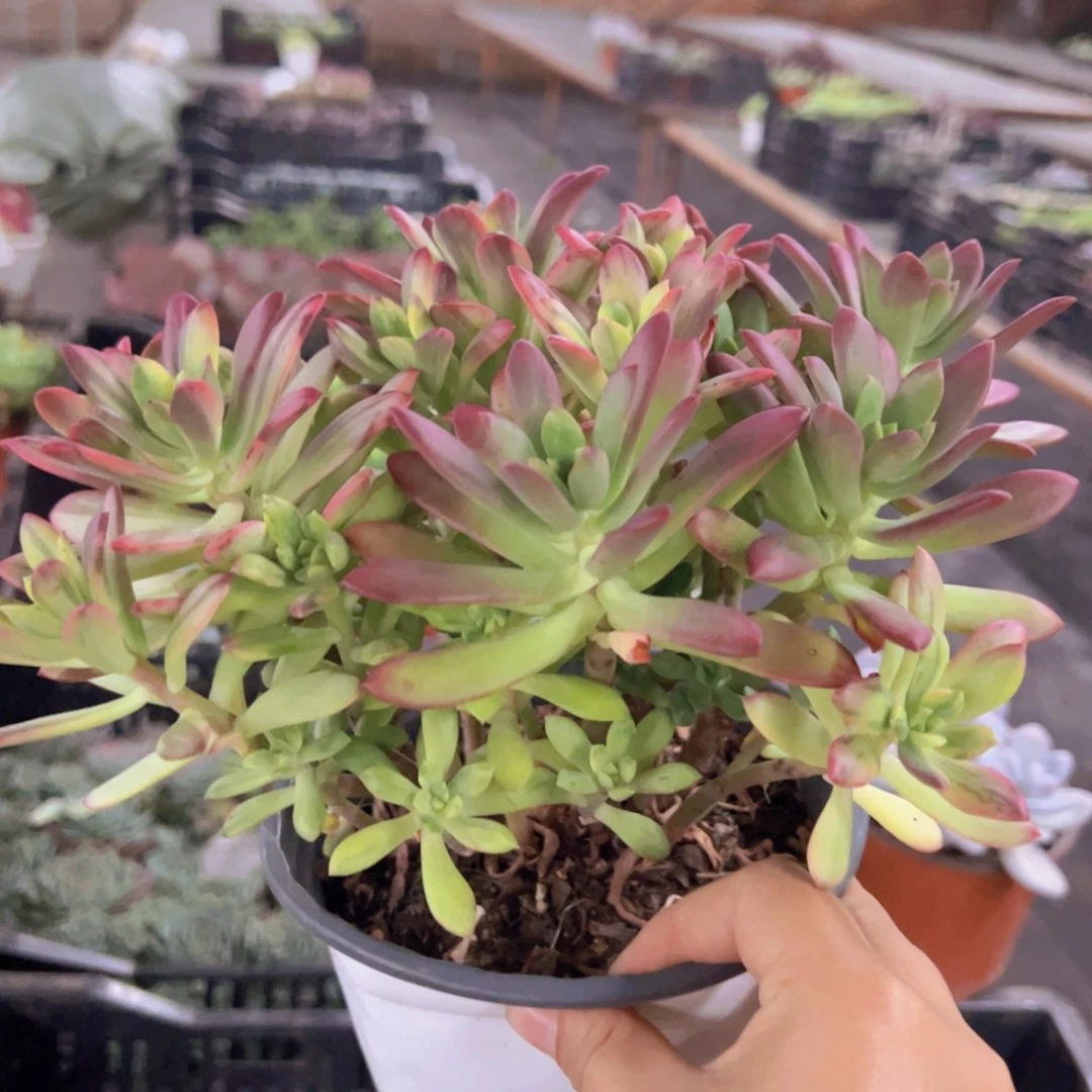 小叮当锦整装，160杯