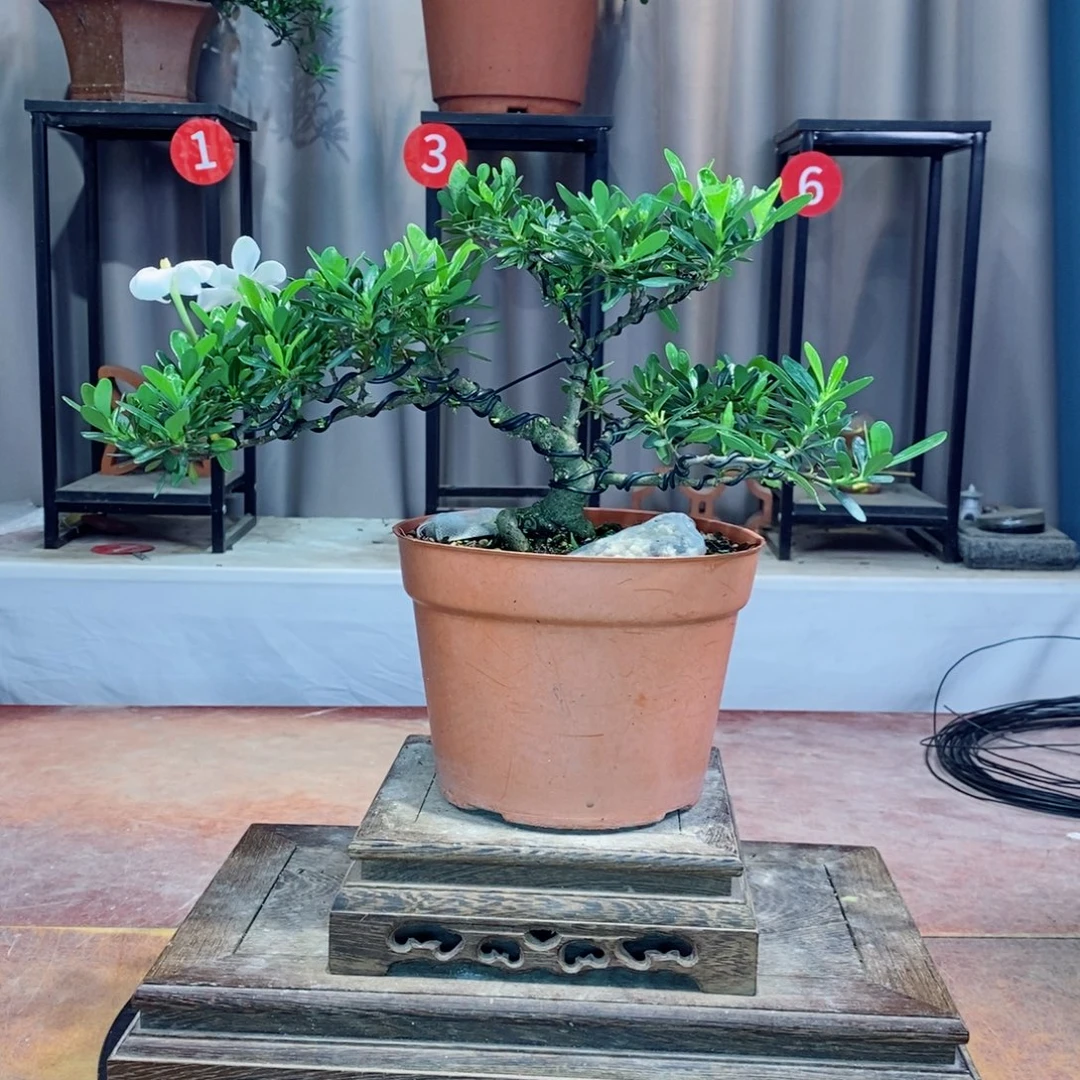 以实际为准栀子花
