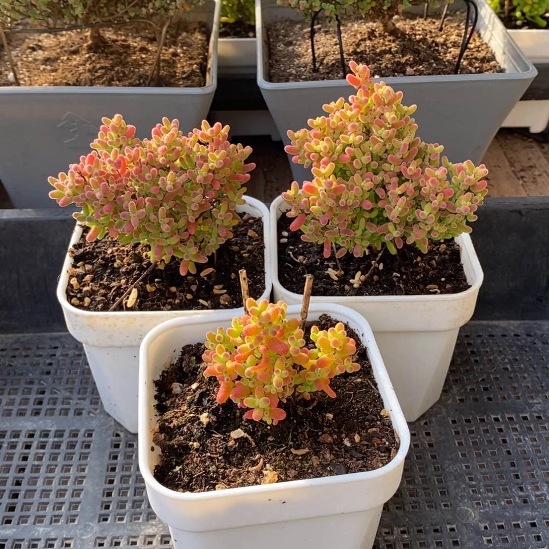 枝干番杏多肉植物767