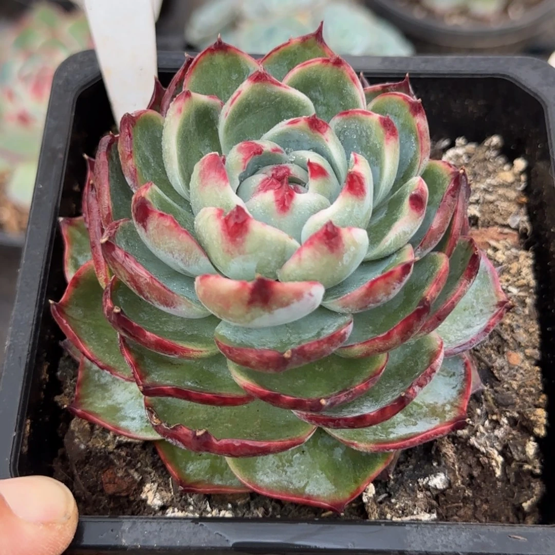 蜜桃宝塔惊鸿一物一拍包装收缩花旱853