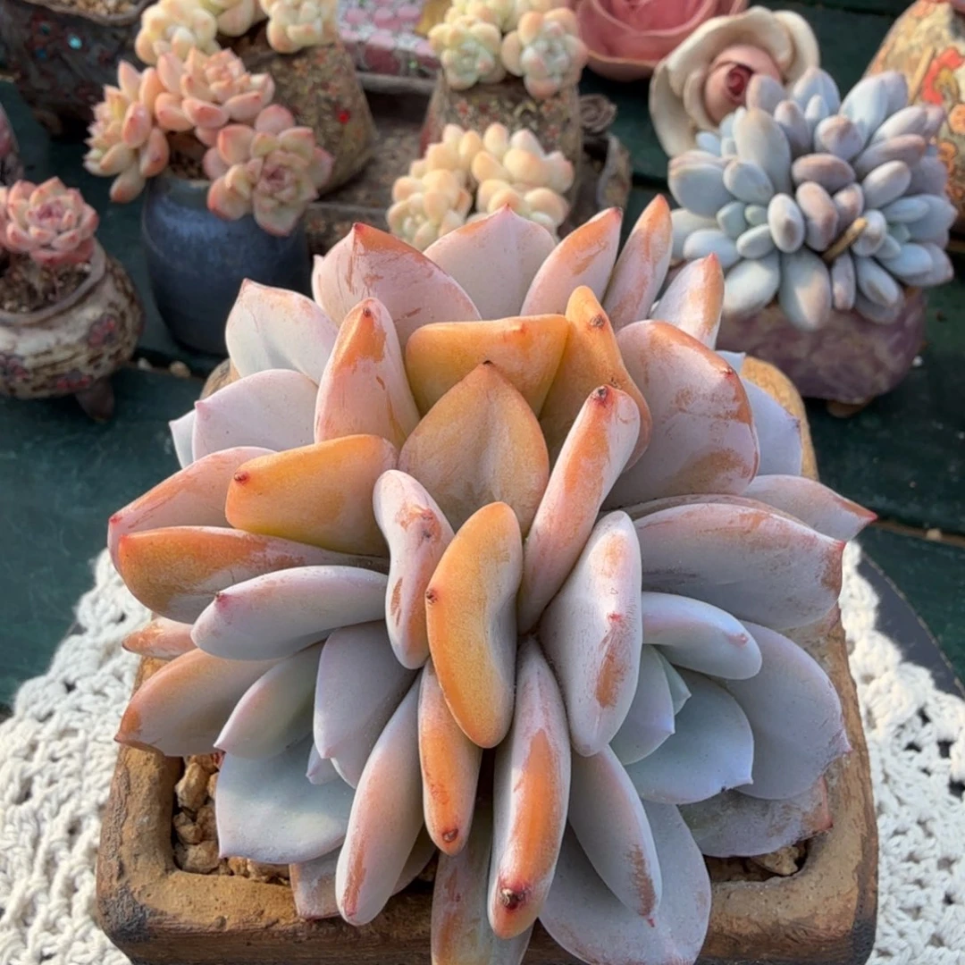 奶茶一物一拍拍下不退不换