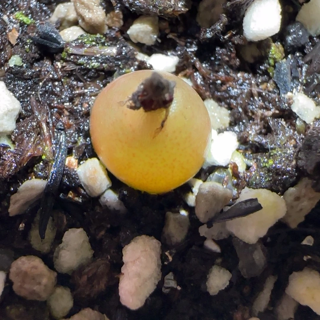 秦*肉锥多肉植物百科-510