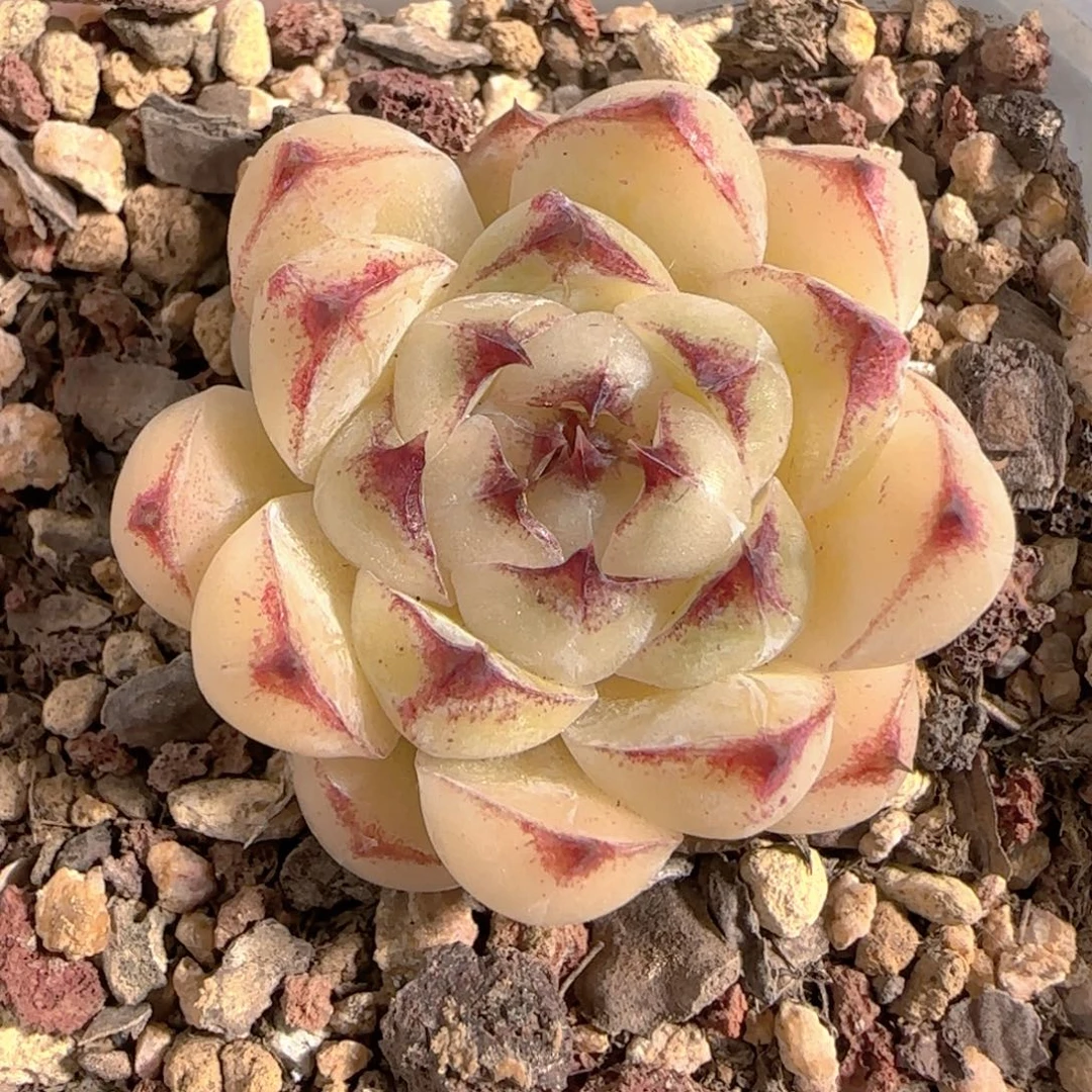 多肉1228-149黑水晶