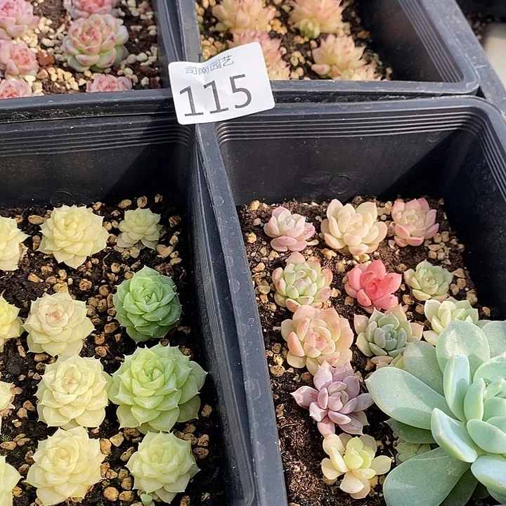 115 多肉植物盆栽花卉
