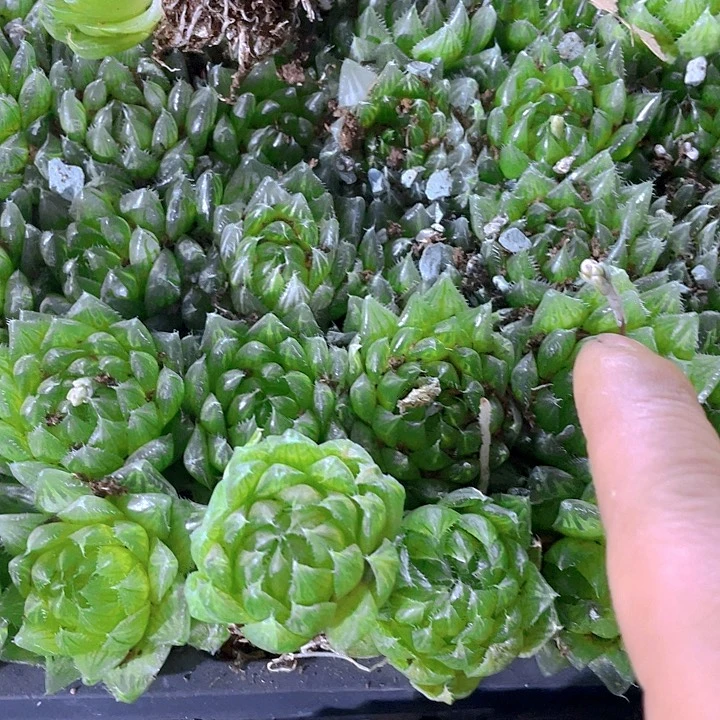 小樱水晶1.5带土发