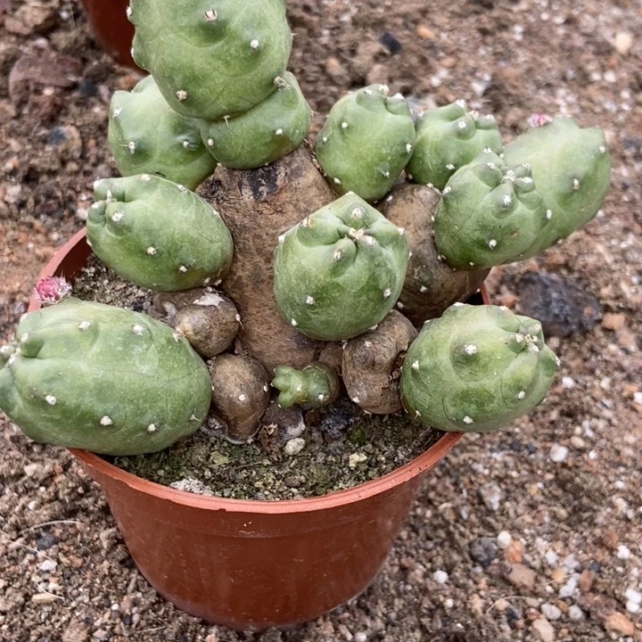燕仙人球橙花桃太郎一物一拍