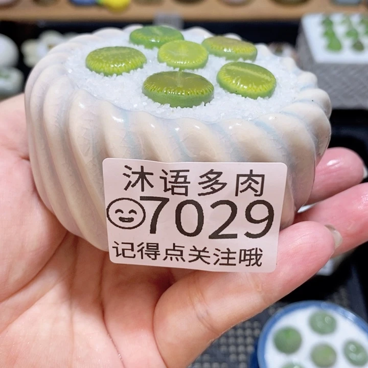 带盆土发货 精美盆栽 7029